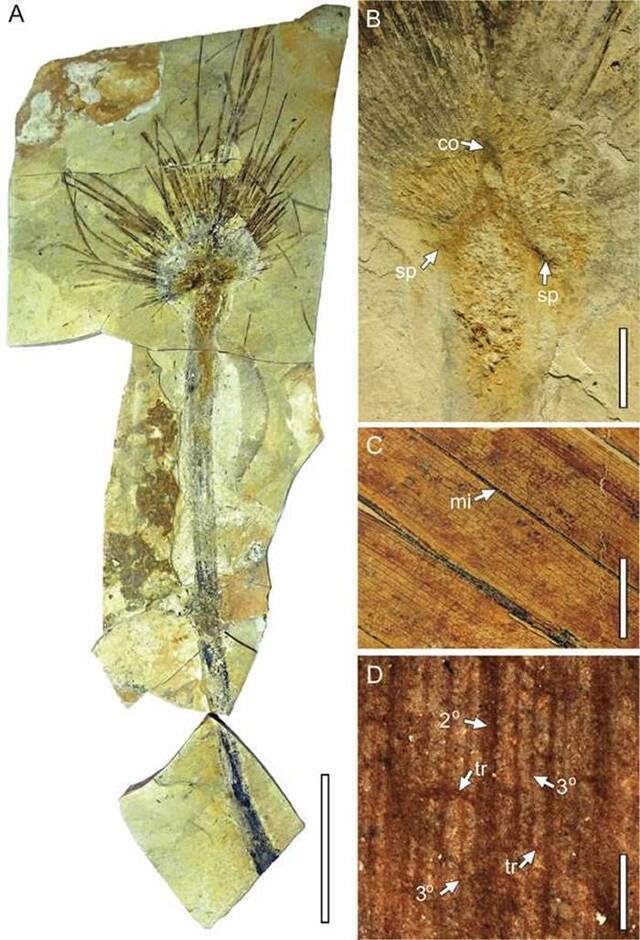 2500万年前大型棕榈叶片化石为青藏高原抬升历史提供新证据