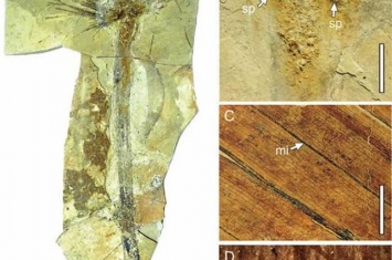 2500万年前大型棕榈叶片化石为青藏高原抬升历史提供新证据