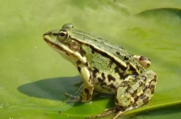 虎纹蛙是什么动物