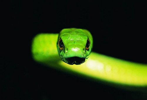 绿茸线蛇能活多少年 绿茸线蛇真实存在吗