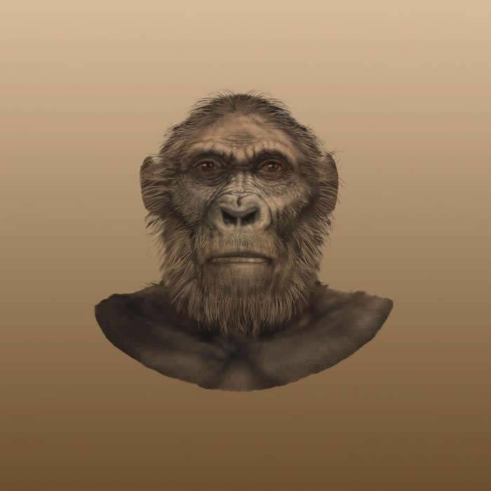 生活在180万年前的人类早期祖先“罗百氏傍人”的牙齿没有珐琅质 类似高尔夫球