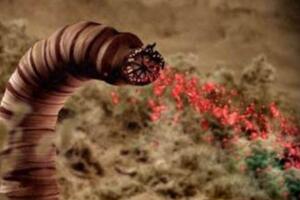 蒙古死亡之虫，能喷毒放电的巨型沙虫(真实图片)