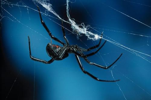 黑寡妇蜘蛛为什么叫黑寡妇