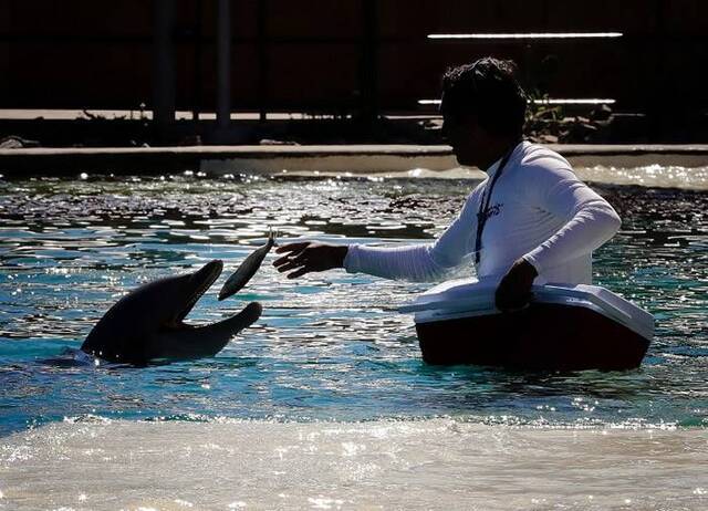 美国亚利桑那州凤凰城沙漠的海豚公园开业2年已有4条海豚死亡 闭馆查死因