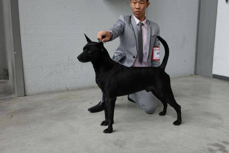 台湾土狗获世界畜犬联盟（FCI）认证正名“台湾犬”