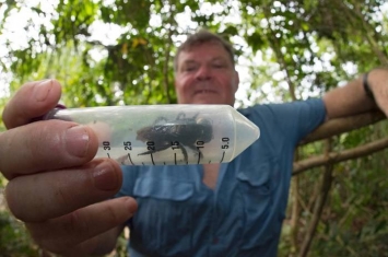 绝迹30多年后再次被发现：印尼北马鲁古群岛寻觅到华莱士巨型蜜蜂踪迹