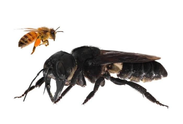 绝迹30多年后再次被发现：印尼北马鲁古群岛寻觅到华莱士巨型蜜蜂踪迹