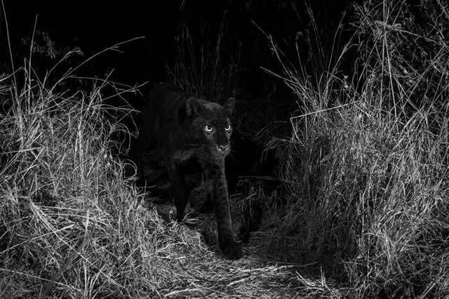肯尼亚百余年来首次拍到超级罕见的黑豹
