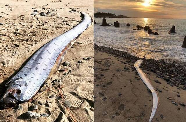 环太平样海岸近日发现许多地震鱼（皇带鱼）踪迹 被认为是灾难发生的前兆