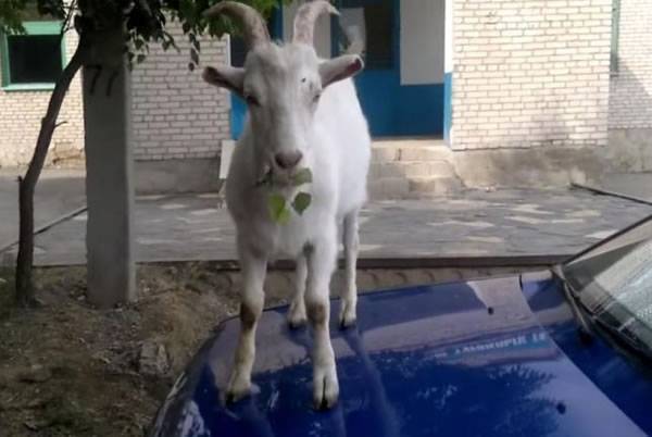 俄罗斯一只山羊为吃高处树叶 跳至树下汽车引擎盖上