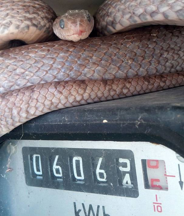英国抄电表工人打开电表箱发现1.2米长玉米蛇