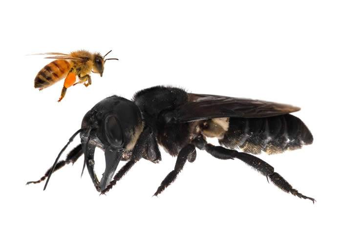 印尼岛屿发现被认为可能已灭绝的世界最大蜜蜂物种——华莱士巨型蜜蜂
