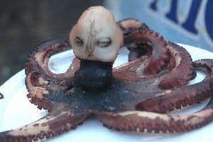 印尼惊现人头章鱼是真的吗，印尼章鱼人真相如何(煮得变形)