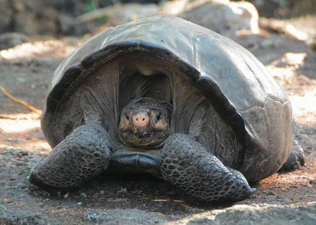 厄瓜多尔费尔南迪纳巨型陆龟曾被指于110年前绝种 突然重现人间