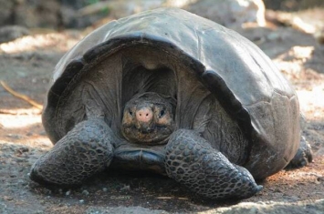 厄瓜多尔费尔南迪纳巨型陆龟曾被指于110年前绝种 突然重现人间