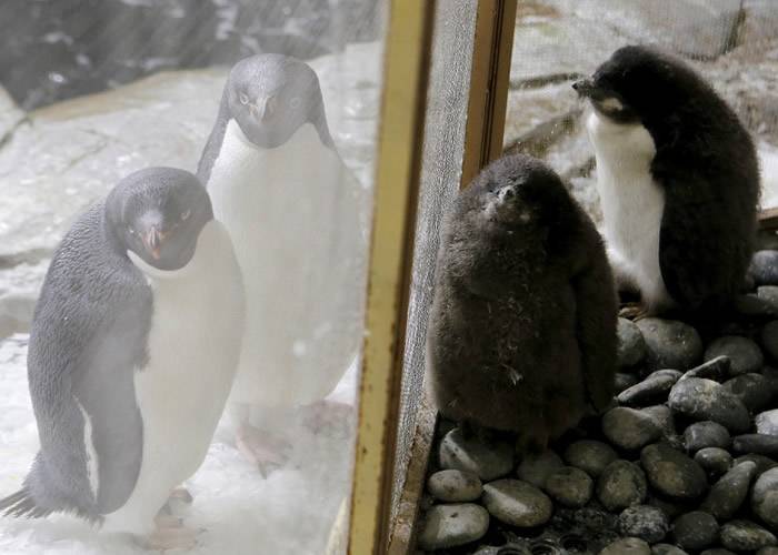 墨西哥瓜达拉哈拉动物园两只阿德利企鹅宝宝出生成拉丁美洲首例