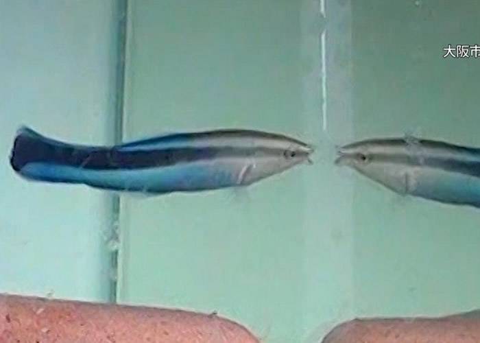 日本研究发现裂唇鱼照镜会认得自己 鱼类智慧或比想像中高