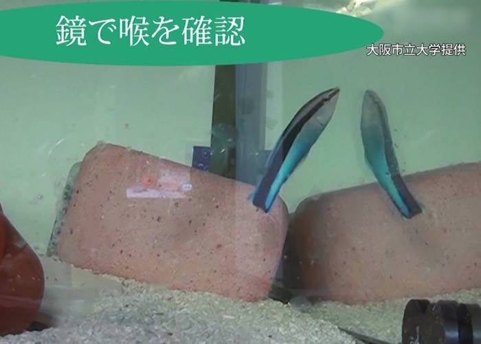 日本研究发现裂唇鱼照镜会认得自己 鱼类智慧或比想像中高