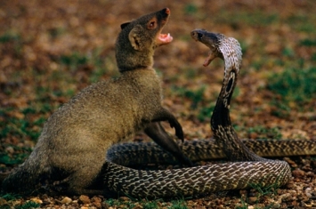 蛇玝被毒蛇咬到会死吗 蛇玝的天敌是什么动物
