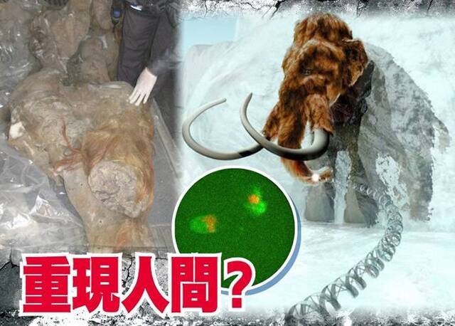 史前巨兽复活？日本近畿大学团队有望培养长毛象细胞核再生