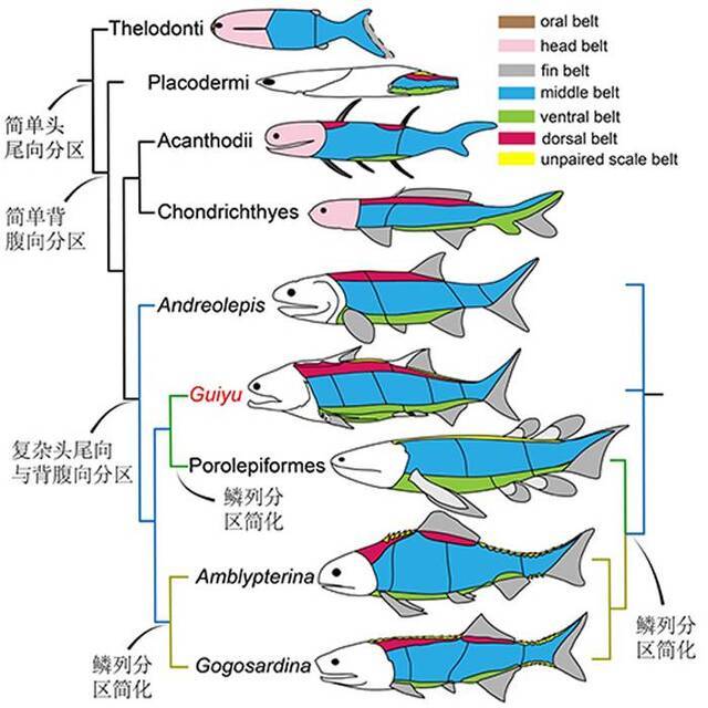 志留纪硬骨鱼类——梦幻鬼鱼鳞片形态学与鳞列分区研究