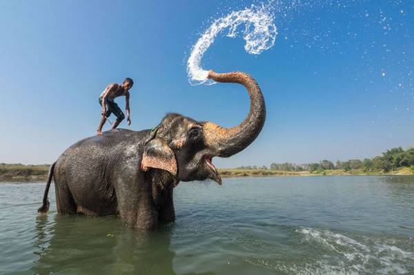 尼泊尔奇旺森林国家公园大象每日为主人喷水洗澡解暑