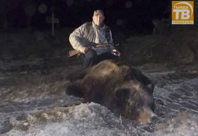 因食物短缺俄罗斯西伯利亚黑熊及棕熊开始盗墓啃食尸体