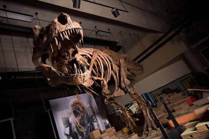 28年前在加拿大发现的恐龙化石“Scotty”被证明是世界上最大的霸王龙化石