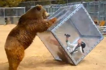 日本NTV电视台《千奇百趣大挑战》惊栗宣传片：棕熊进击困胶箱女子