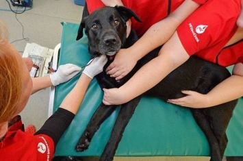 英国黑色拉布拉多犬8年来捐血26次拯救104只狗狗的性命