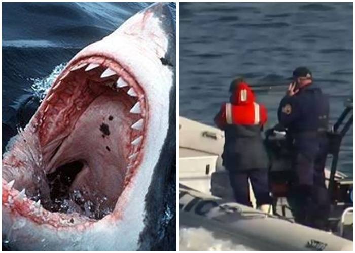 澳洲男子乘船出海潜水采扇贝 遭大白鲨攻击咬死