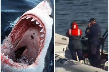 澳洲男子乘船出海潜水采扇贝 遭大白鲨攻击咬死