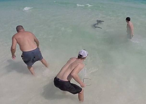 美国佛罗里达州一对兄弟胆识过人为锤头鲨拔走鱼鈎