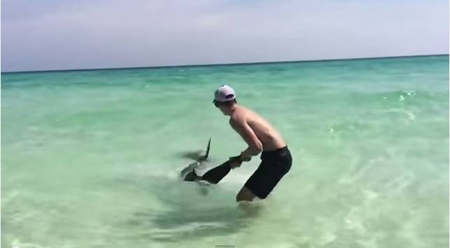 美国热血兄弟拯救海滩中被钓鱼线缠住的双髻鲨