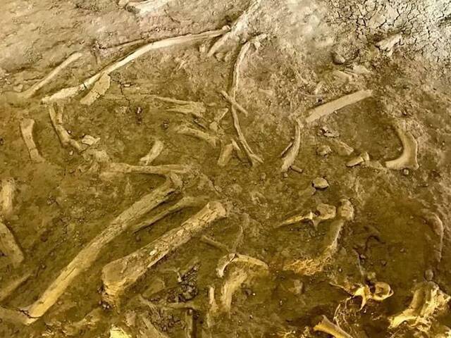 中生代的恐龙在内蒙古埋藏了多少秘密？