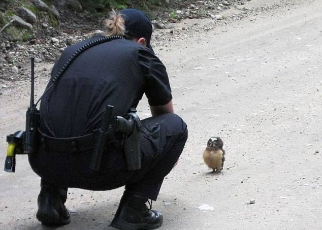 美国科罗拉多州女警员在偏僻山路被小猫头鹰拦路“调戏”