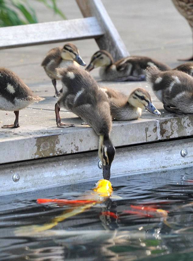 德国小鸭低头饮水与金色锦鲤意外“接吻”