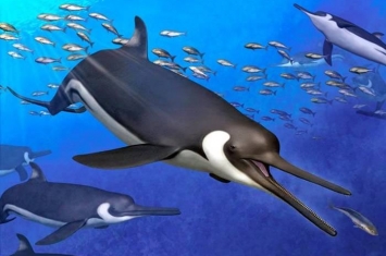 日本群马县发现1150万年前新种海豚头骨化石——“中岛肯氏海豚”