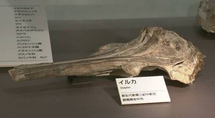 日本群马县发现1150万年前新种海豚头骨化石——“中岛肯氏海豚”