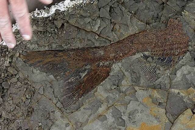 美国北达科他州发现“断称两半的鱼化石” 专家：小行星6600万年前撞击地球的重要证据