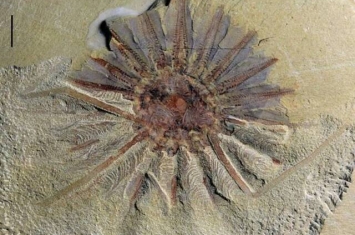 中国发现5.18亿年前的“海怪”化石——Daihua sanqiong