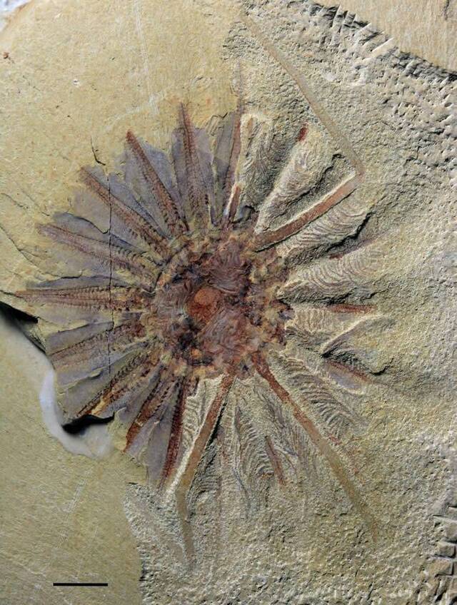 中国发现5.18亿年前的“海怪”化石——Daihua sanqiong