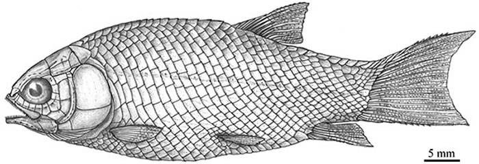 云南罗平发现两亿四千万年前新的世界上最早的铰齿鱼类——优美玉带鱼