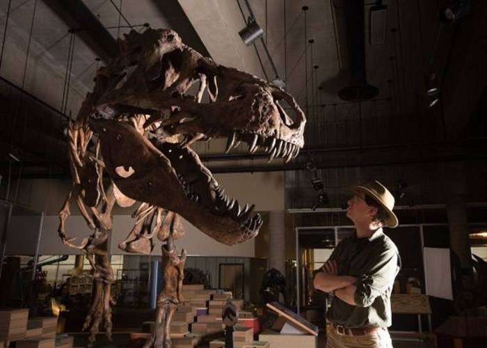 加拿大经过数十年重建骨骼化石 史上最大“暴龙中的暴龙”Scotty横空出世