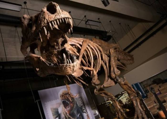 加拿大经过数十年重建骨骼化石 史上最大“暴龙中的暴龙”Scotty横空出世