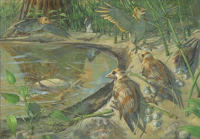 中国甘肃玉门市发现体内保存蛋壳的中生代鸟类化石——施氏慈母鸟