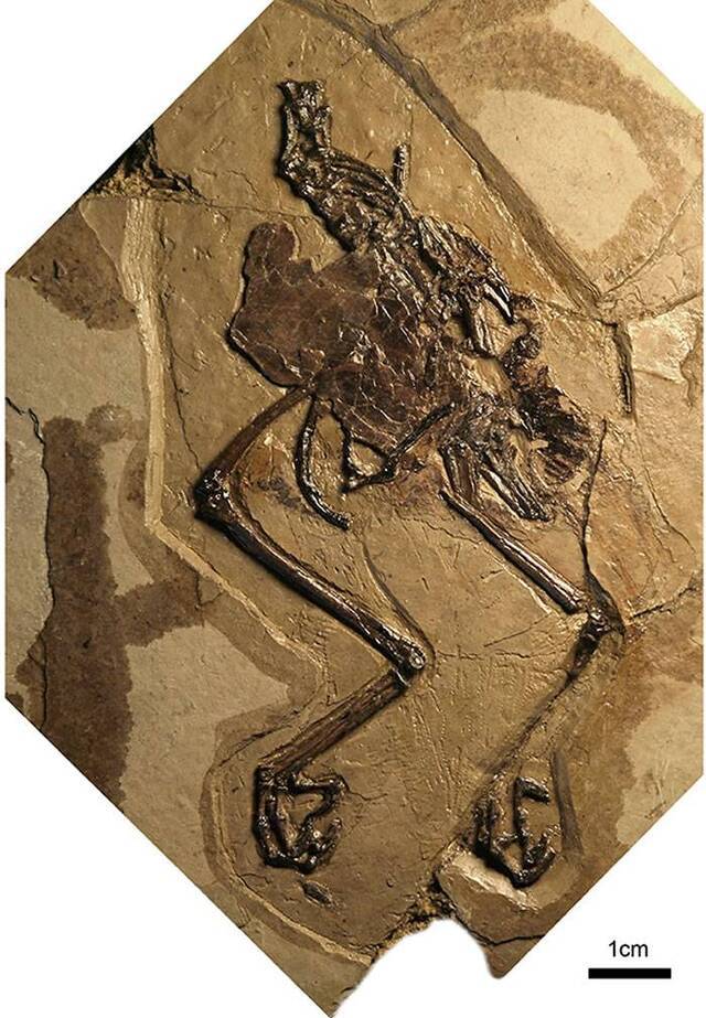 中国甘肃玉门市发现体内保存蛋壳的中生代鸟类化石——施氏慈母鸟