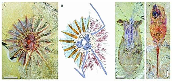 通过对澄江生物群疑难化石“足杯虫类”的系统研究 破解栉水母动物门起源之谜