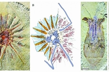 通过对澄江生物群疑难化石“足杯虫类”的系统研究 破解栉水母动物门起源之谜