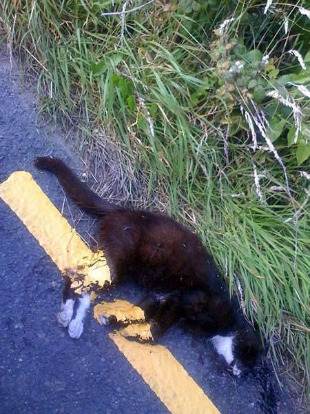 爱尔兰道路工人居然在小猫尸体上画路标线